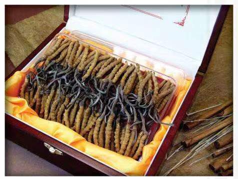 金溪冬虫夏草回收